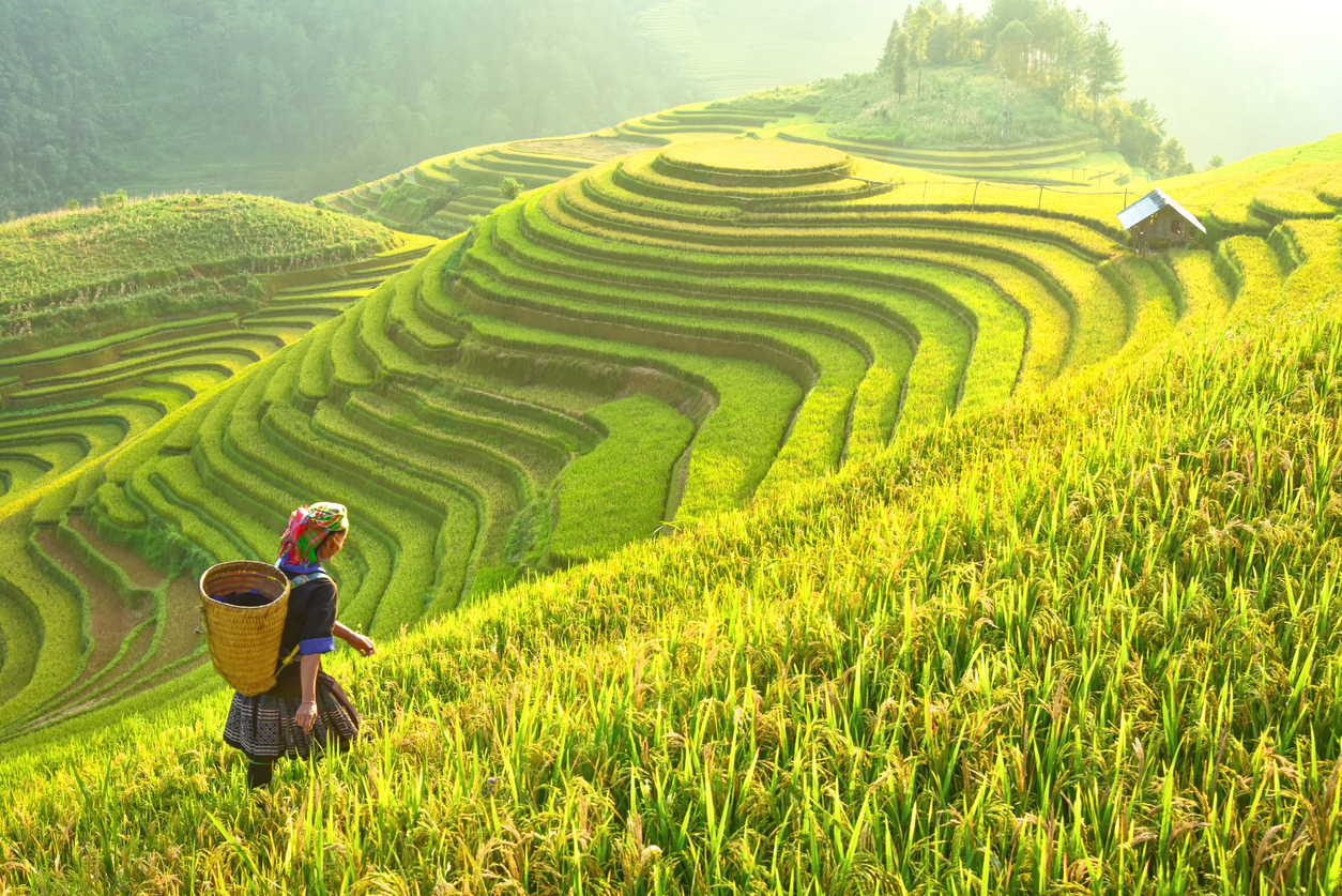 Rice being grown in terraced paddy fields